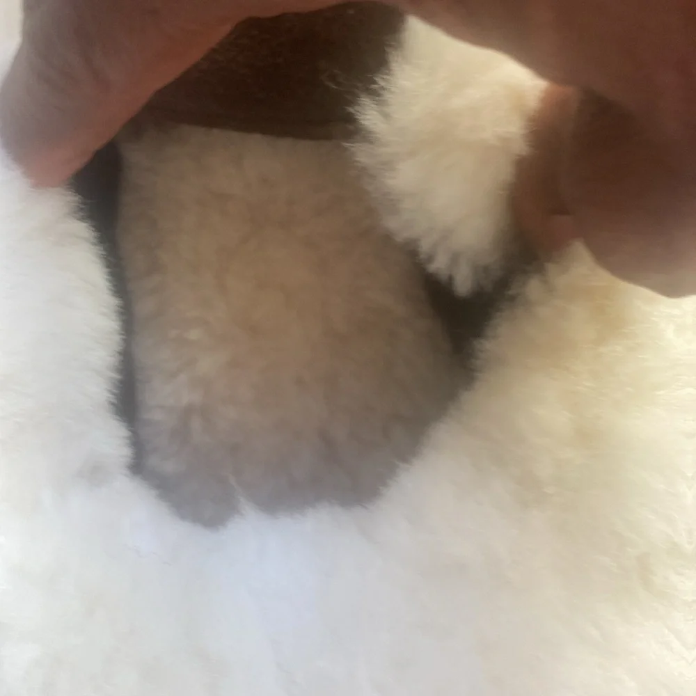 Cozy Brown suede Slippers with White shearling cuff and lining.NWOT - Picture 4 of 5